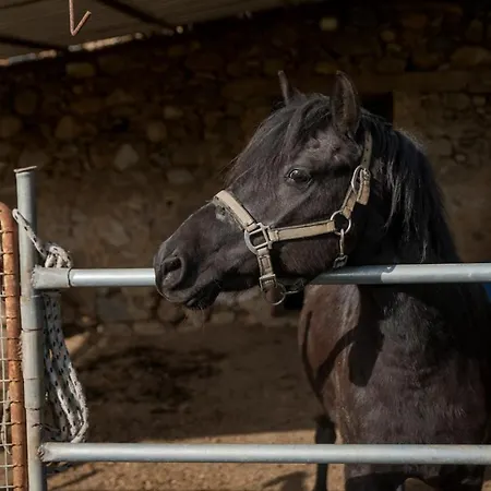 Avocado Fivos Χανιά