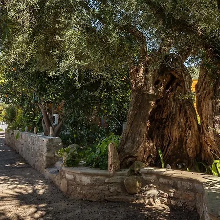 Avocado Fivos Βίλα Χανιά