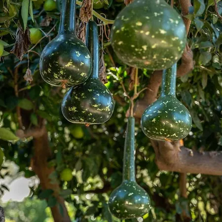 Villa Avocado Fivos La Canée