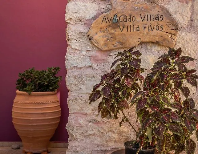 Avocado Fivos 하니아