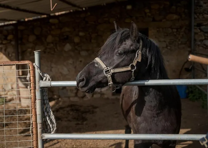 Avocado Fivos Ханья